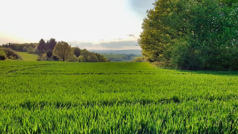 nature, field, grass, trees, woods, foliage, grassland, meadow, landscape, countryside, scenery, highland, hunsrück, germany