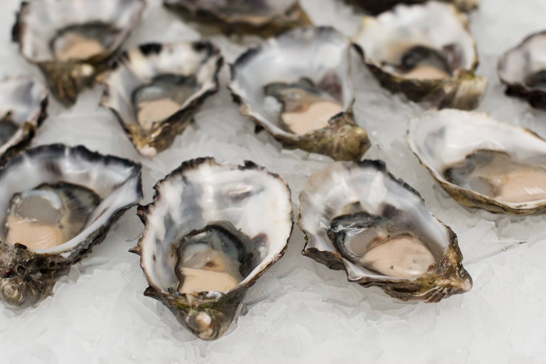 oysters, shell fish, seafood