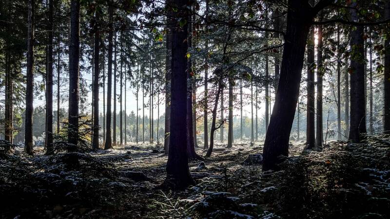 winter forest, fir forest, hunsrück, conifers, monoculture, fir trees, trees, nature, wood, fog, forest, winter, snow, frost, cold, silence, grim, winter forest, winter forest, hunsrück, hunsrück, hunsrück, monoculture, monoculture, monoculture, monoculture, monoculture, forest, forest, winter, winter