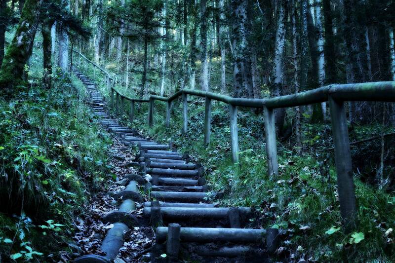 hike, forest, nature, landscape, hiking trail, promenade, trail, dream path, increase in, descent, stairs, bavaria, quaint, path, forest path, idyllic, forest nature, romance, recreation, idyll, unmade, mystical, adventure, experience, leisure time